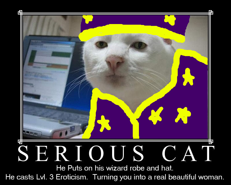 This is he cat. Сириус Кэт. Serious Cat meme. Кошка серьезная Мем. Serious Cat растянутый.